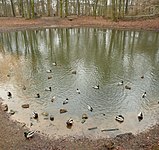 Blick von der Brücke auf den Teich