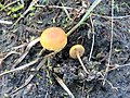 Thumbnail for Gymnopilus fulgens