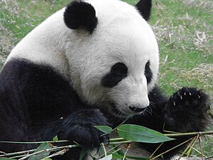 HK Ocean Park 熊貓山 Panda Mountain 竹葉 Bamboo leave in use as food.jpg