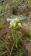 Habenaria pratensis