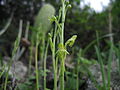 Habenaria tridactylites Spain - Tenerife North Coast