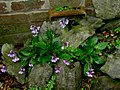 Miniatura para Haberlea rhodopensis