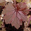 * Nomination Hairy Alumroot (Heuchera villosa). -- Ram-Man 12:23, 25 May 2007 (UTC) * Decline Decent quality, but why is the DOF so low on a subject as flat as a leaf? --Dschwen 08:26, 27 May 2007 (UTC) No good reason. I just assumed it had to be enough DoF because the leaf was flat, but I was not perpendicular to the leaf. Oh well. -- Ram-Man 20:34, 30 May 2007 (UTC)