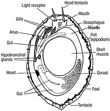 Anatomy of Haliotis cracherodii Haliotis cracherodii anatomy.jpg