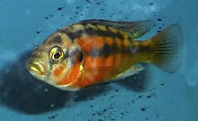 Haplochromis sauvagei mâle.jpg