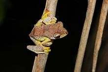 Harlequin Tree Frog (Rhacophorus pardalis).jpg