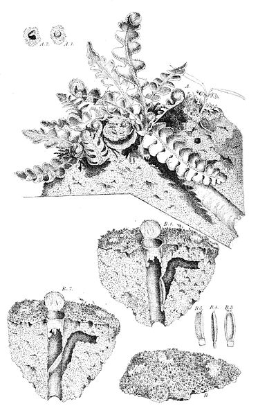 File:Harvesting ants & trap-door spiders pl 11.jpg