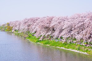 The pink cherry blossom lined up along a river with people having a picnic on the riverbank under the cherry trees in full bloom.
