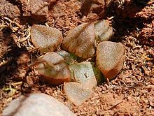 Haworthia emelyae - Acilliers RSA.jpg