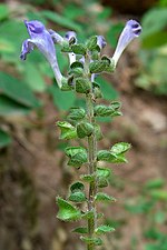 Scutellaria ovata üçün miniatür