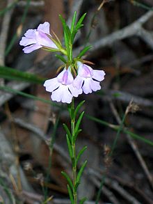 Hemigenia purpurea Nationalpark Kuring-gai Chase.jpg