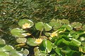 Yellow water lilies in Wales, 2021
