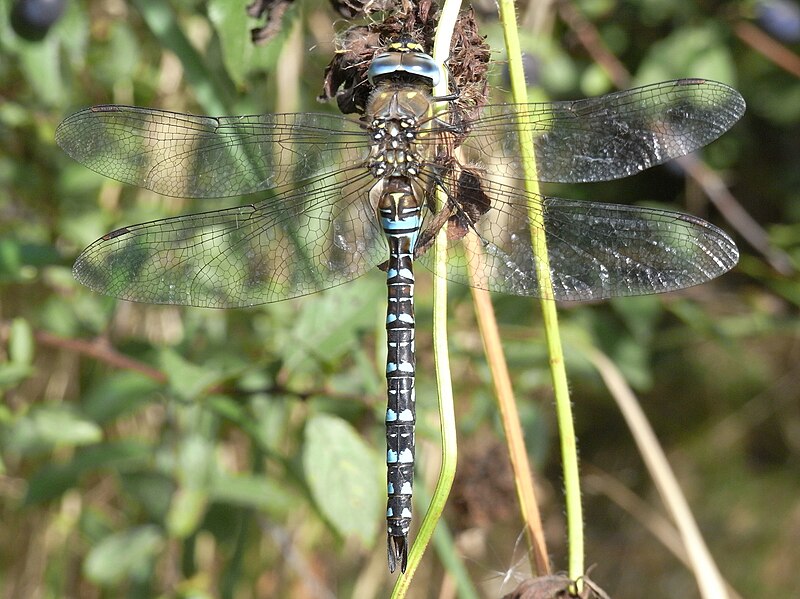 File:Herbst-Mosaikjungfer6.jpg