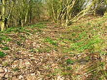An old path in the Higgins Plantation Higgins path.JPG