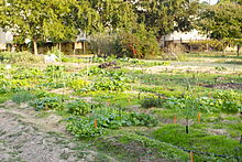 Hill Farm Community Garden Hill Farm Plots.jpg