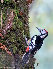 Himoloy Woodpecker (erkak) .jpg