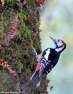 Himalayan woodpecker Species of bird