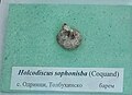 en:Holcodiscus sophonisba (Coquand) en:Barremian, Odrintsi, Dobrich Province at the Sofia University "St. Kliment Ohridski" Museum of Paleontology and Historical Geology