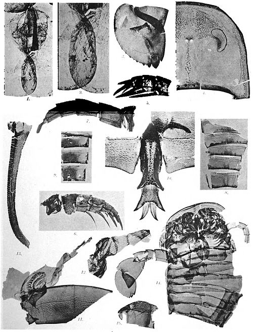Holm Eurypterus Fischeri plate 5.jpg