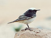 Hooded Wheatear.jpg