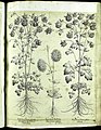 Hortus Eystettensis, Vorzeichnungen (MS 2370 2952663) -Aestiva,2,6.jpg