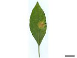 Host symptom of Pseudocercospora rhinacanthi on Rhinacanthus nasutus. Scale bar = 1 cm.