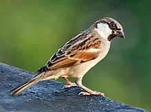 House Sparrow (M) I IMG 7881.jpg