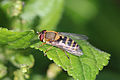 * Nomination Hoverfly (Syrphus ribesii) female, Wytham Woods, Oxford --Charlesjsharp 11:58, 16 April 2015 (UTC) * Promotion I like the picture, but it doesn´t meet the minimum size requirement. --Hubertl 12:39, 16 April 2015 (UTC) This oppose demonstrates the weakness of the 4MP limit agreed by a small group of nominators in a rushed undemocratic vote. In any event, the discussion seemed to allow for smaller file sizes for macro wildlife photography, but that has been ignored here. All I have done is uploaded a less-cropped 4MP file which IMO is not as useful for an encyclopaedia as the cropped file I originally uploaded. --Charlesjsharp 14:50, 16 April 2015 (UTC) *  Comment I also voted for 4 MB-pictures, @Charlesjsharp: . Now I see, that this was maybe wrong. This doesn´t reflect the requirement of wildlife and also sportsphotographers. We should rethink it. --Hubertl 15:19, 16 April 2015 (UTC)@Hubertl:  Support the guideline say except for wildlife photographs where 2 megapixels are acceptable --Christian Ferrer 16:26, 16 April 2015 (UTC) *  Comment Oh, sorry, I didn´t realized this, Christian Ferrer, Charlesjsharp. So its my fault, but I think, its not wrong to rethink this maybe. It was maybe a bit too fast... For me this picture was QI from the very beginning.--Hubertl 16:50, 16 April 2015 (UTC) Thank you everyone. --Charlesjsharp 19:06, 16 April 2015 (UTC)