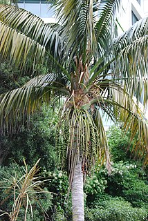 Linospadicinae Subtribe of palms