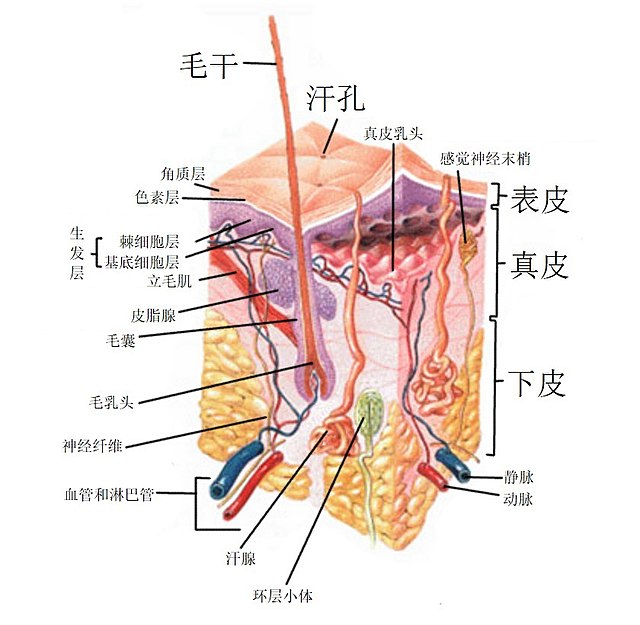 皮肤- 维基百科，自由的百科全书