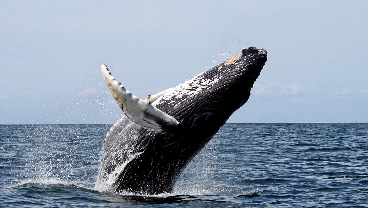 Baleine bleue - jet d'eau