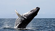 الحيتان البالينية من الحيتان المتواجدة في المياه الإقليمية السعودية.[251]
