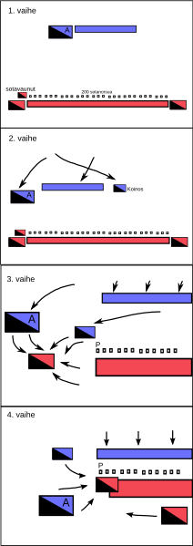 File:Hydaspesjoen taistelu.svg