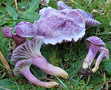 Hygrocybe cheelii.jpg