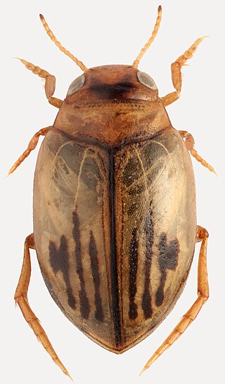 <i>Hygrotus confluens</i> Species of beetle