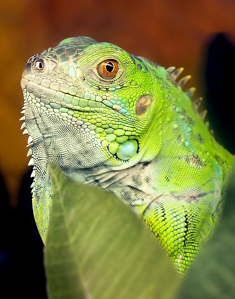 File:Iguana iguana 9 11 09.jpg