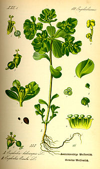 Illustration_Euphorbia_helioscopia0.jpg