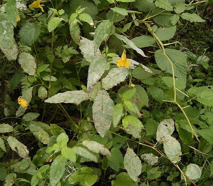 File:Impatiens noli-tangere - mildew ies.jpg