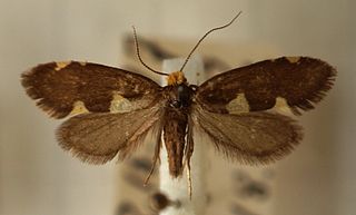 <i>Incurvaria oehlmanniella</i> Species of moth