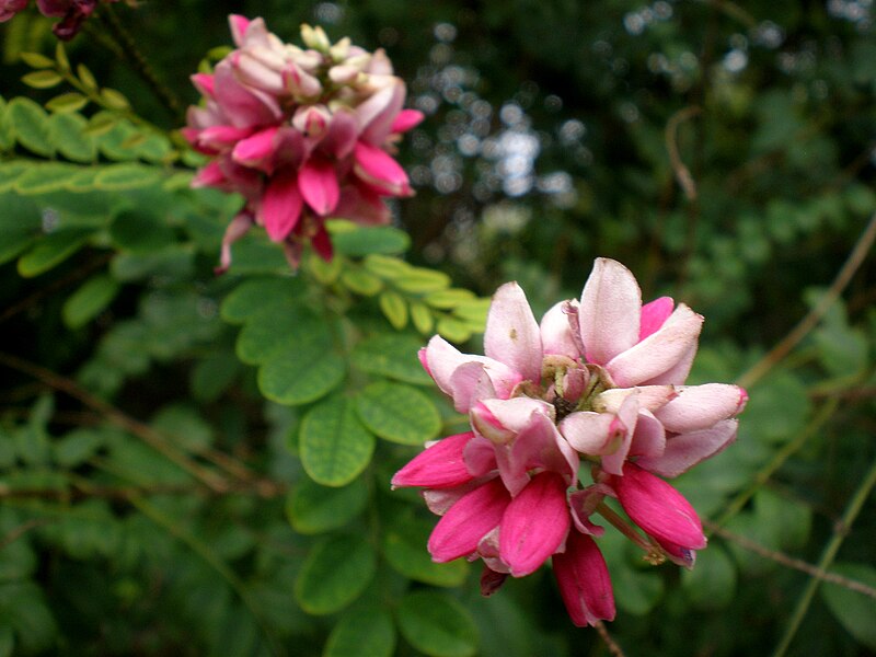 קובץ:Indigofera jucunda 2c.JPG