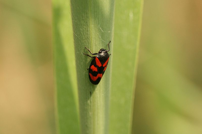 File:Insecte01052009c.jpg