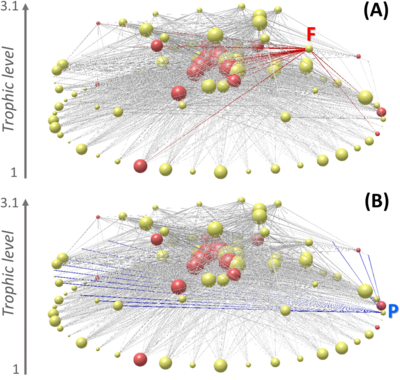 Intertidal food web highlighting nodes and links of (A) artisanal fisheries and (B) plankton Intertidal food web highlighting nodes and links of artisanal fisheries and plankton.webp