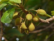 Madhuca longifolia (Mahua, Mohua)