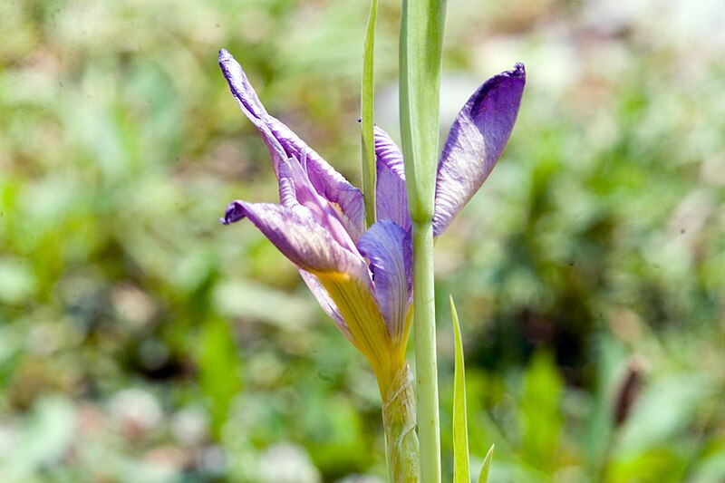 File:Iris brevicaulis Marie Caillet 0zz.jpg