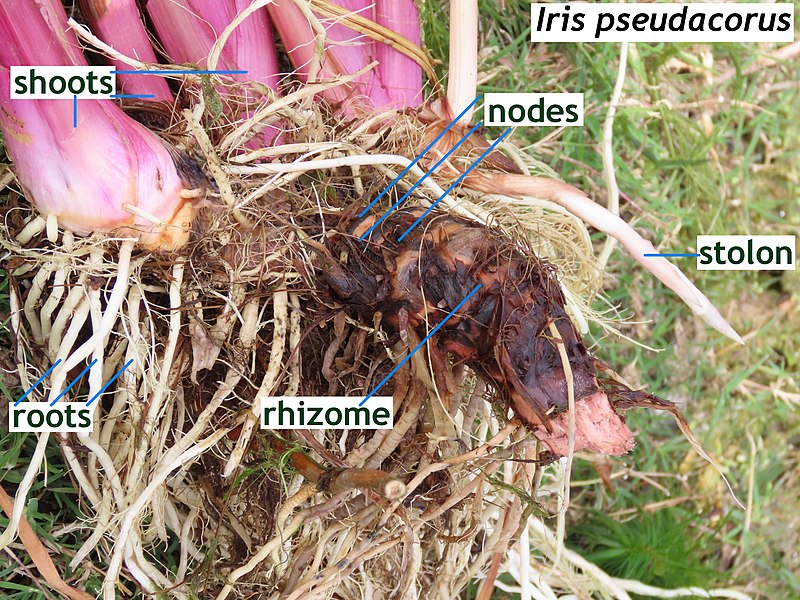 File:Iris pseudacorus rhizome and roots IMG 9222s.jpg