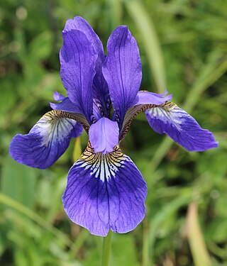 <i>Iris sanguinea</i> Species of flowering plant