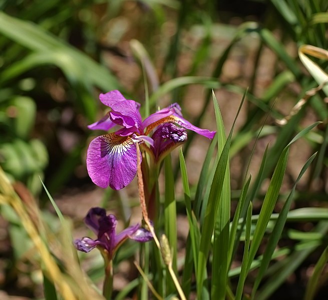 File:Iris sibirica 'Ruby Wine' (2001-0068*A).JPG