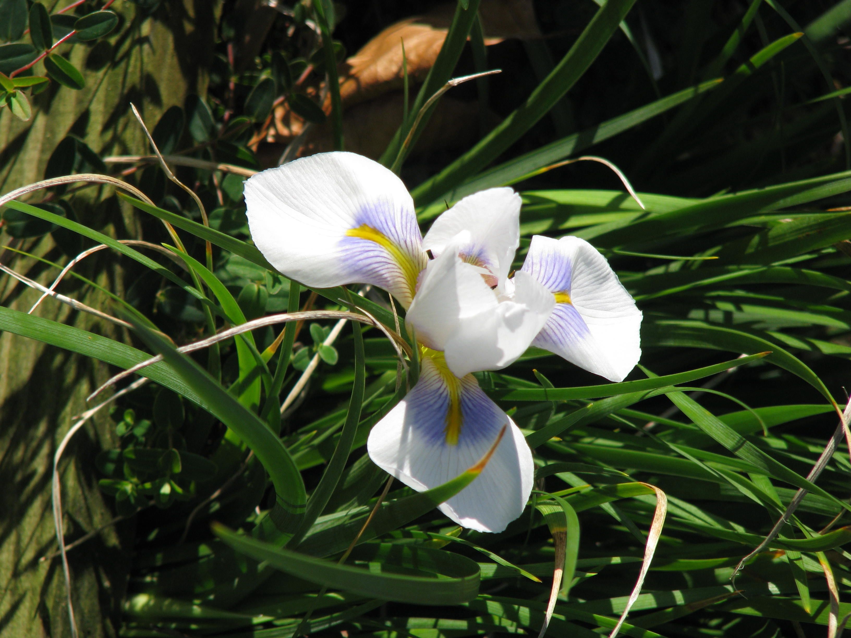 Iris unguicularis Peloponnese Snow (11891002193).jpg