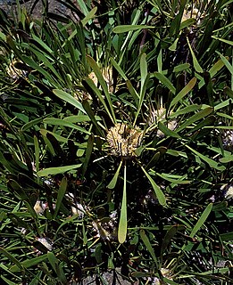 <i>Isopogon polycephalus</i> Species of shrub of the family Proteaceae endemic to southern Western Australia