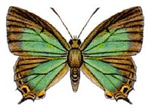 Jalmenus lithochroa (ento-csiro-au) .jpg